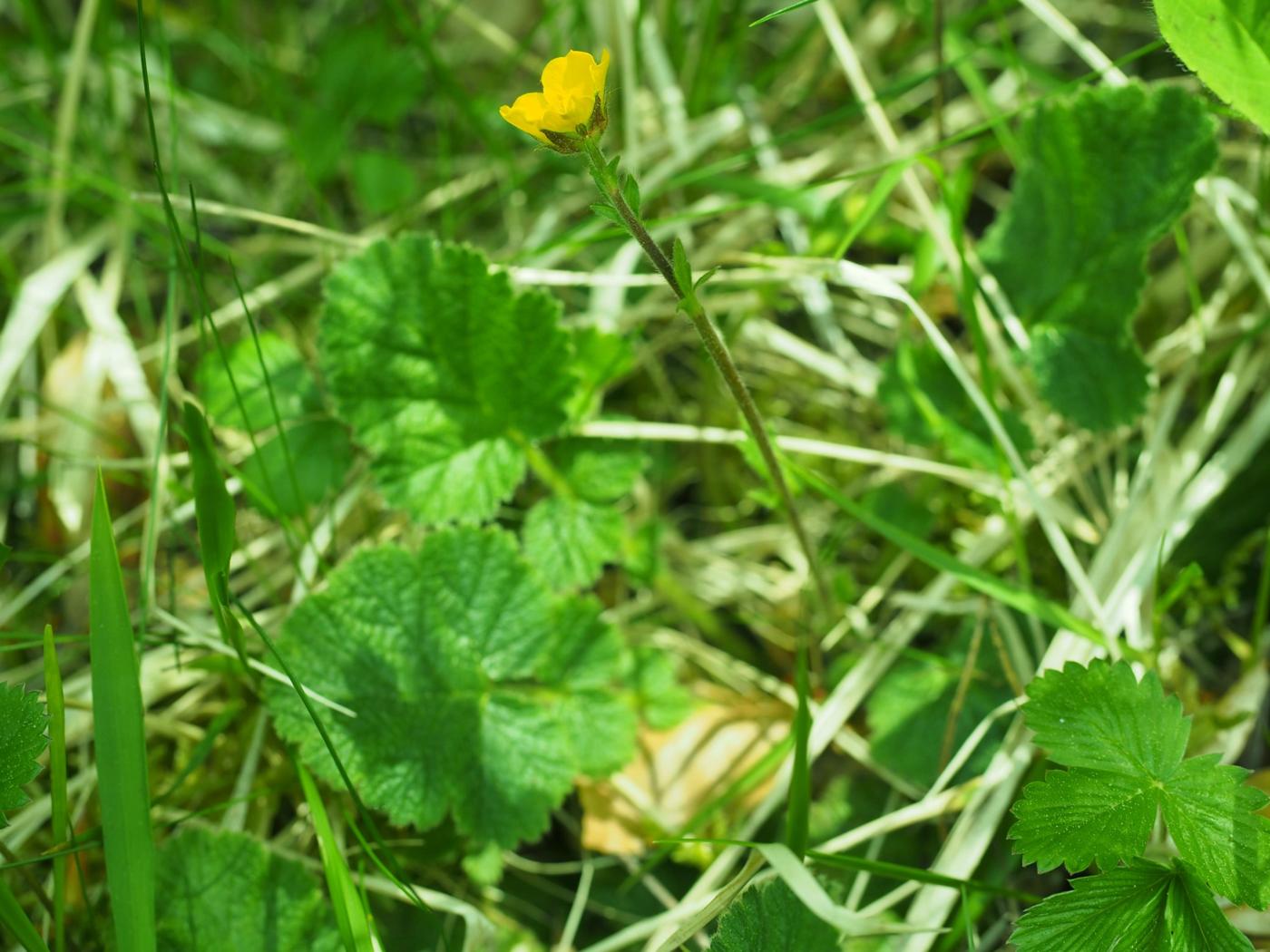 Avens, (sylvaticum) plant